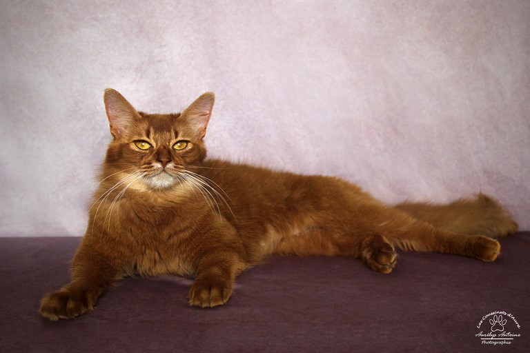 2 Ans somali sorrel cinnamon