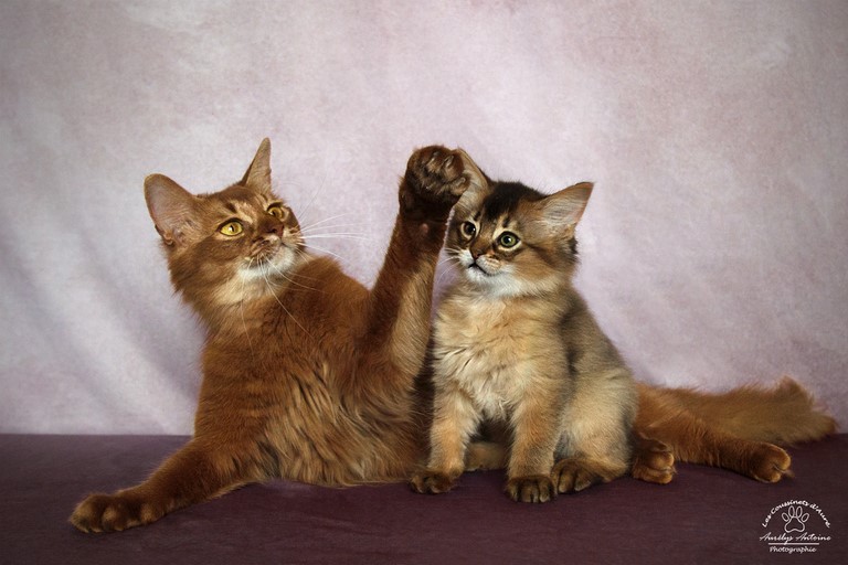 2 Ans avec Radagast chaton somali sorrel cinnamon chaton Lièvre