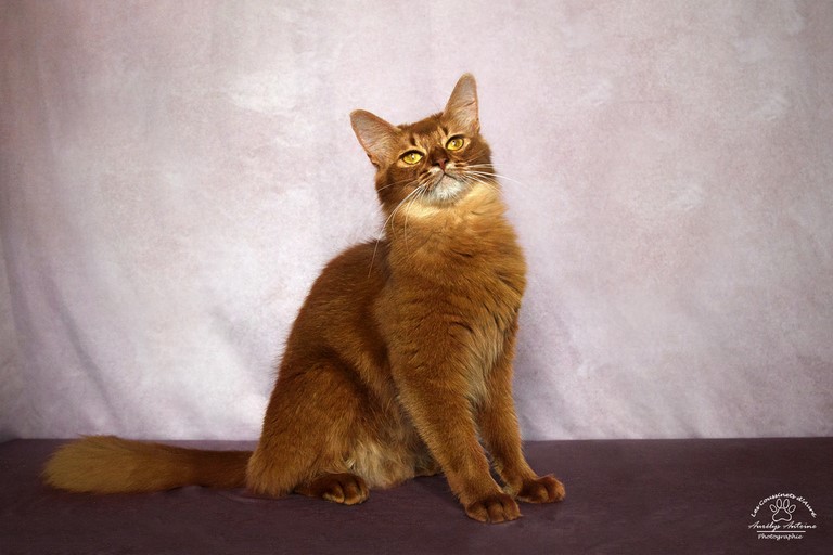 2 ans somali sorrel cinnamon