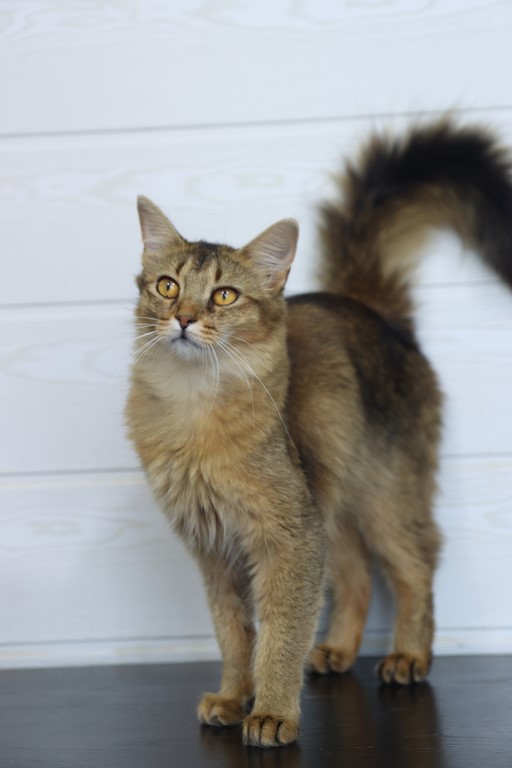 somali lièvre brown ticked tabby