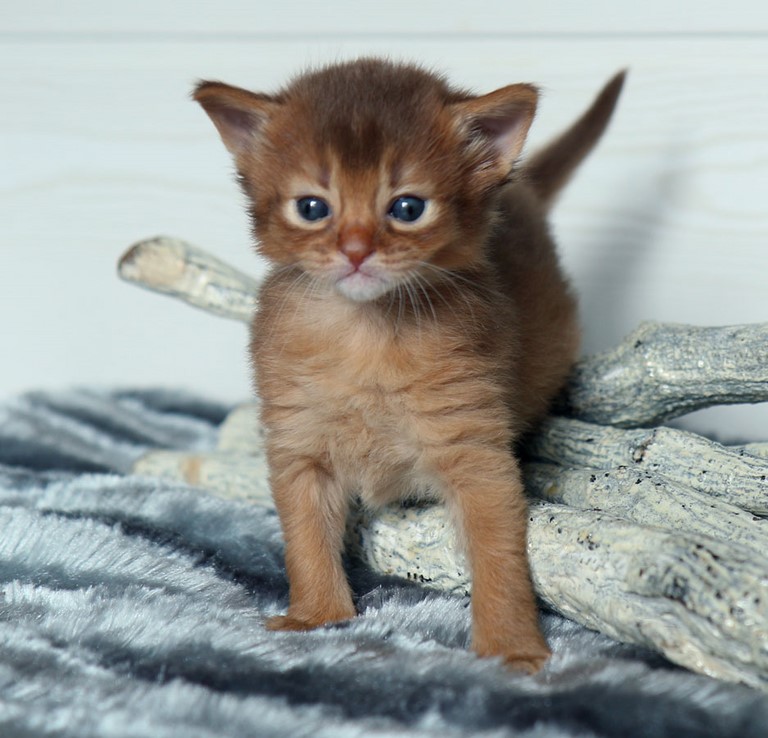 3 semaines 3 semaines