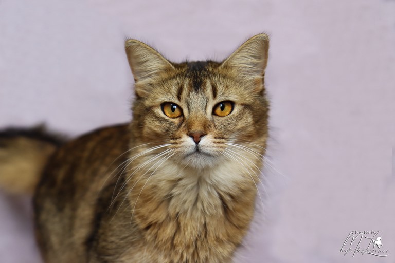 somali lièvre brown ticked tabby