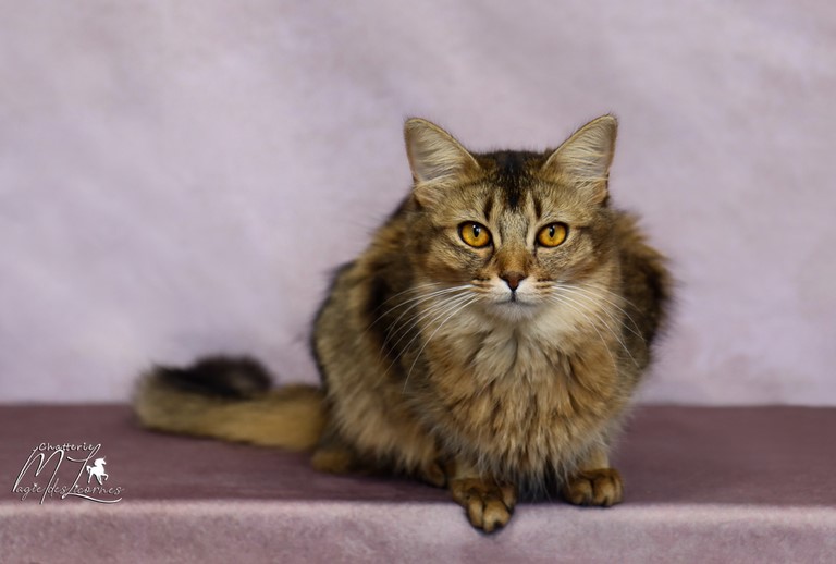 somali lièvre brown ticked tabby
