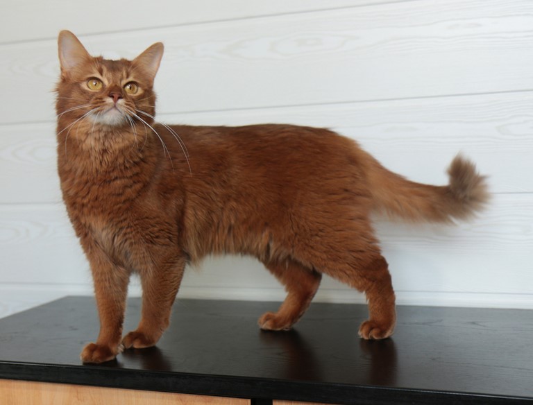 1 An somali sorrel cinnamon