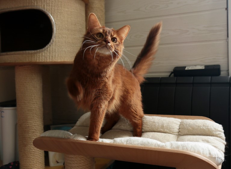 1 An somali sorrel cinnamon