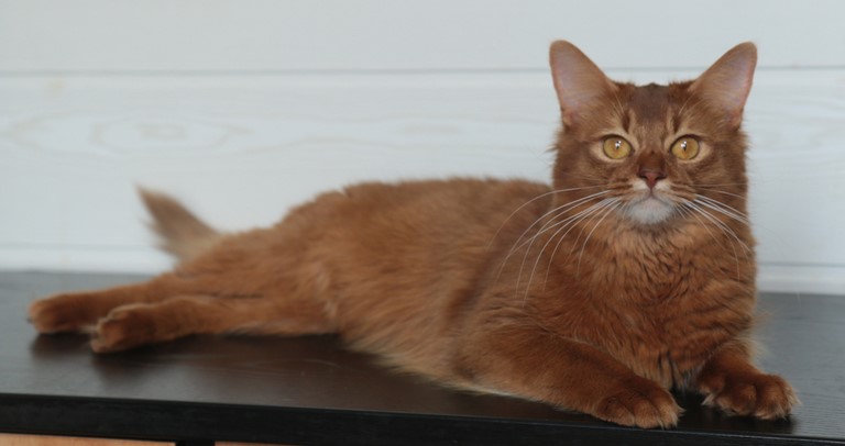 1 An somali sorrel cinnamon