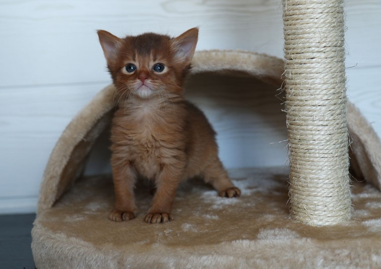 4 semaines 4 semaines