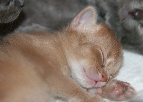 2 semaines 2 semaines