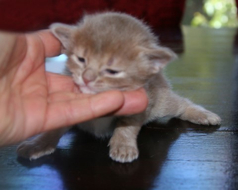 4 semaines 4 semaines