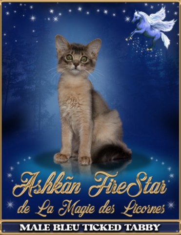 Ashkãn FireStar de La Magie des Licornes