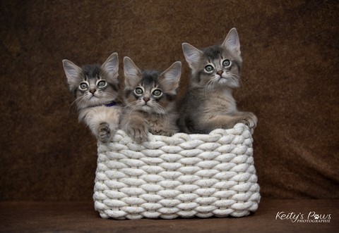 Underwater Sora Sirius Ubi 2 Mois