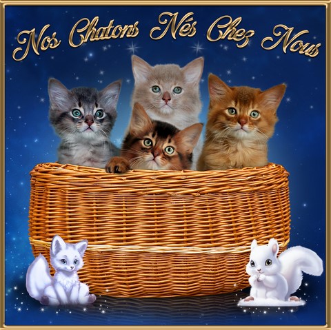 chatons somali abyssin