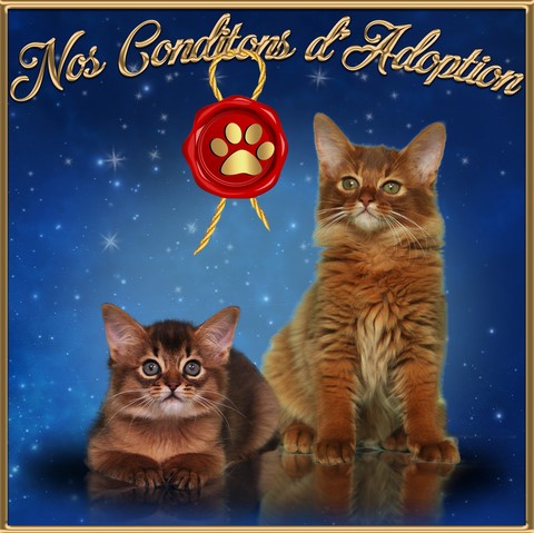 Lire Nos Conditions d'Adoptions