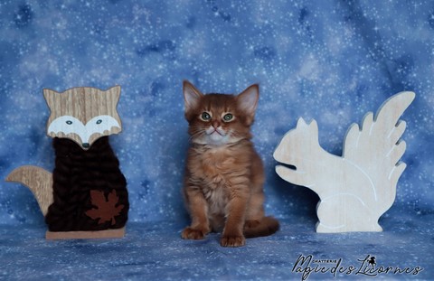 chaton somali abyssin