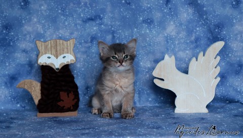 chaton somali abyssin