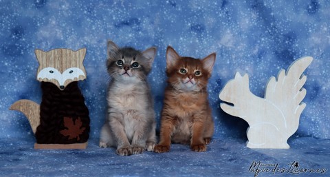 chatons somali abyssin