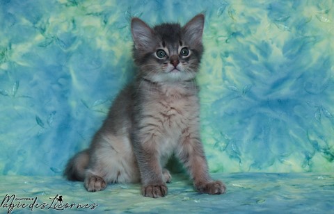 chaton somali abyssin