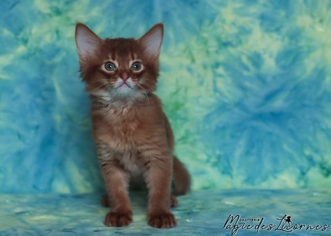 chaton somali abyssin