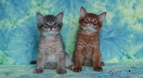 chatons somali abyssin
