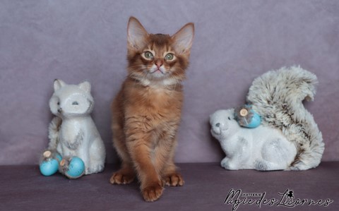 chaton somali abyssin