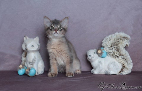 chaton somali abyssin