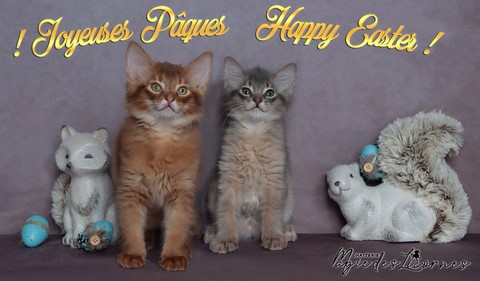 chatons somali abyssin