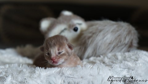 chaton somali abyssin