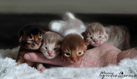 chaton somali abyssin