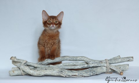 chaton somali abyssin