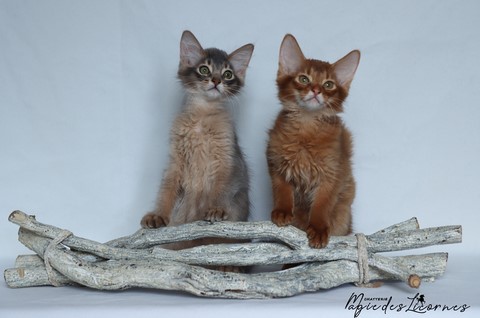 chatons somali abyssin