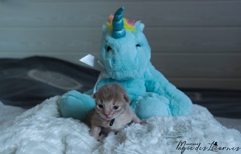 chaton somali abyssin