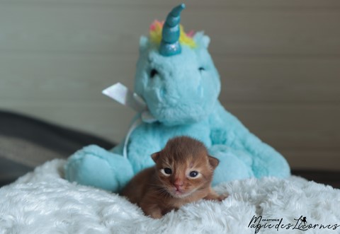 chaton somali abyssin