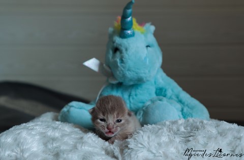 chaton somali abyssin