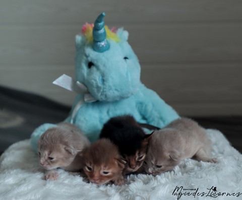 chatons somali abyssin