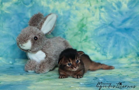 chaton somali abyssin