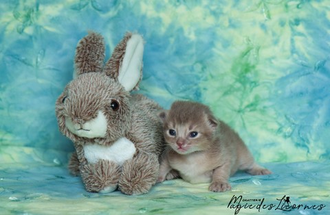 chaton somali abyssin