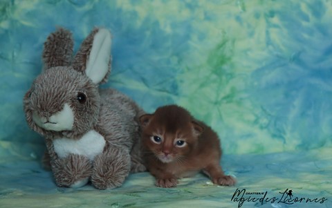 chaton somali abyssin
