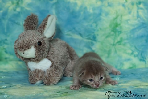 chaton somali abyssin