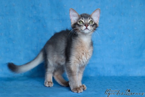 chaton somali abyssin