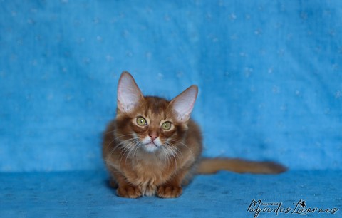 chaton somali abyssin