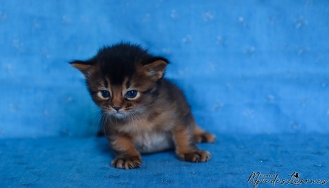 chaton somali abyssin