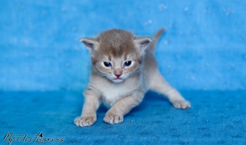 chaton somali abyssin