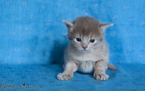 chaton somali abyssin