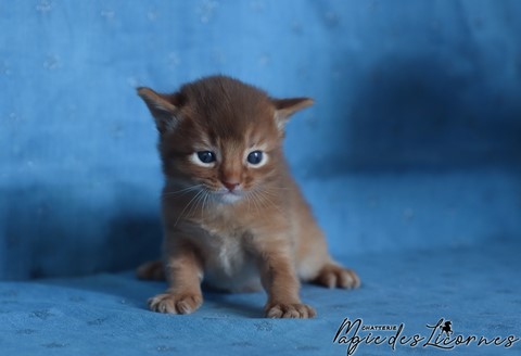 chaton somali abyssin