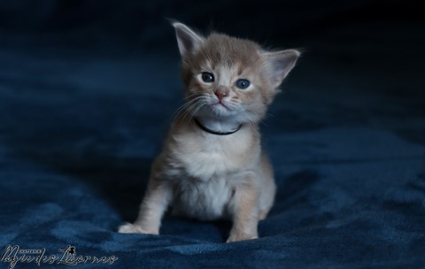 chaton somali abyssin