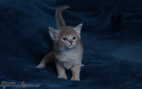 chaton somali abyssin