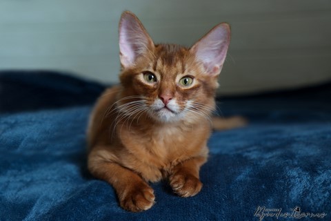 chaton somali abyssin