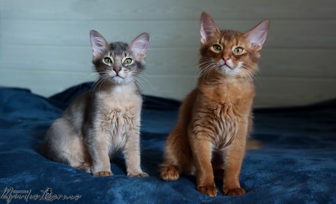 chatons somali abyssin