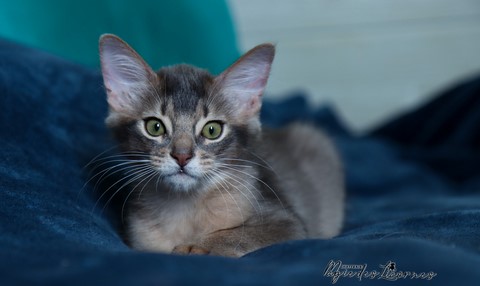 chaton somali abyssin