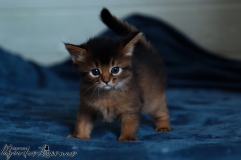 chaton somali abyssin
